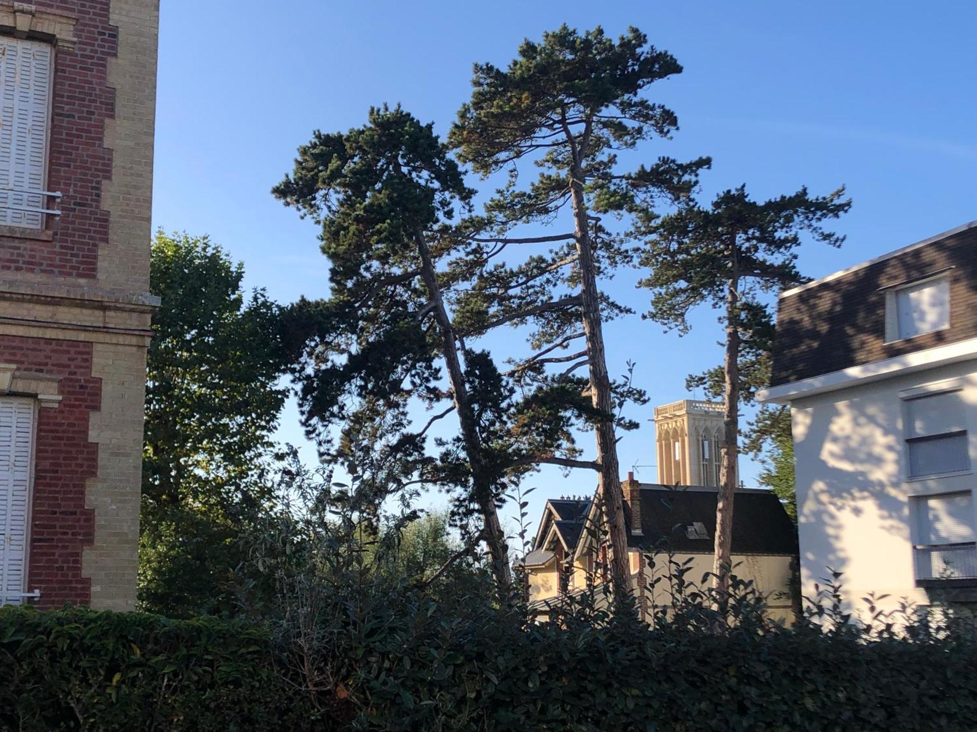 Les Pins Penches Appartement Villers-sur-Mer Buitenkant foto